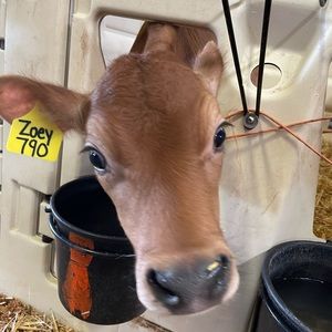 Meet your Posher, Zoe